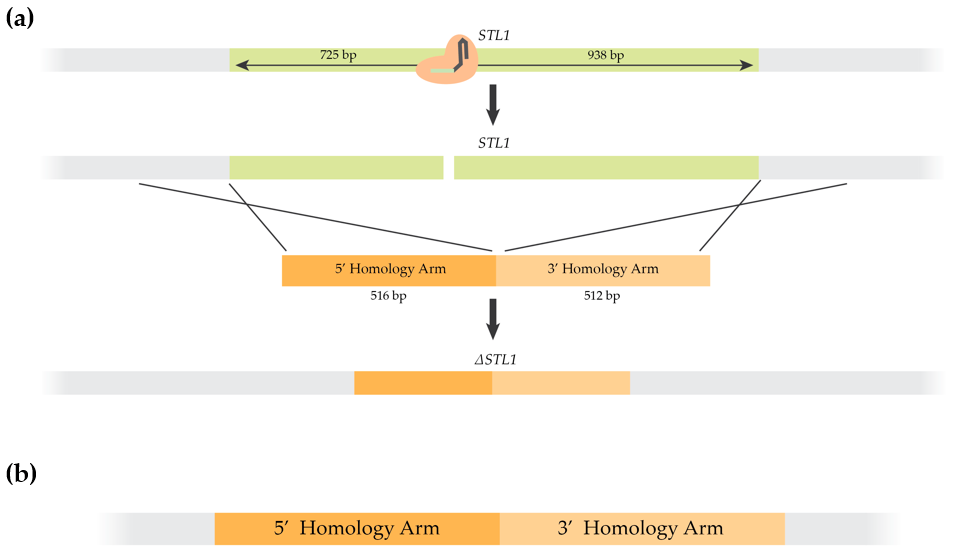 Figure 1 (a)