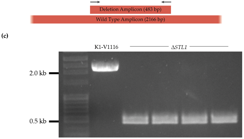 Figure 1 (b) and (c)