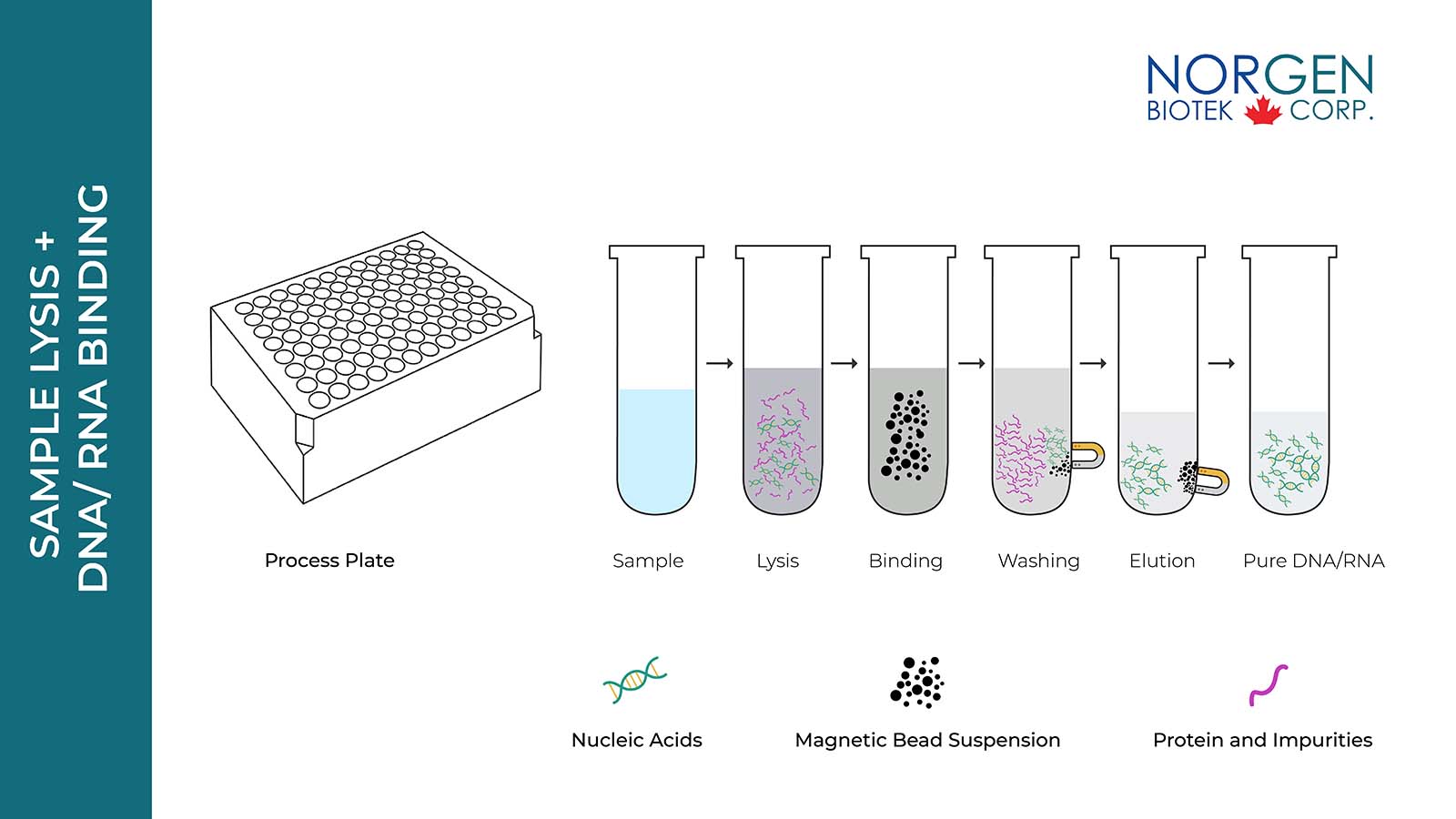 Sample Lysis and DNA/RNA Binding Diagram