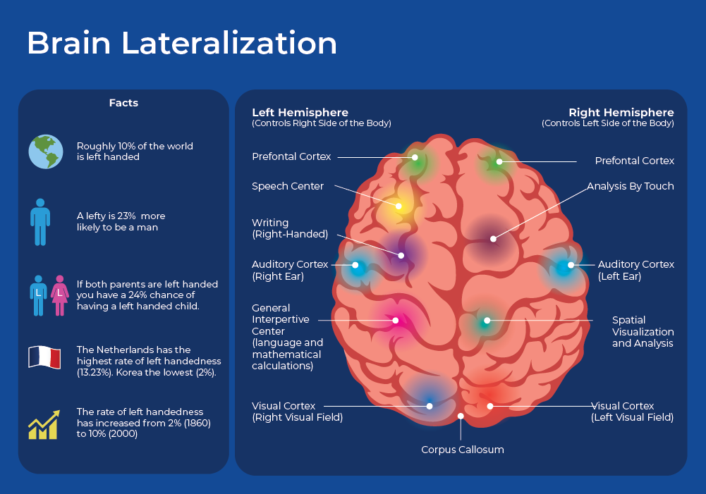 Right Versus Left-Brain