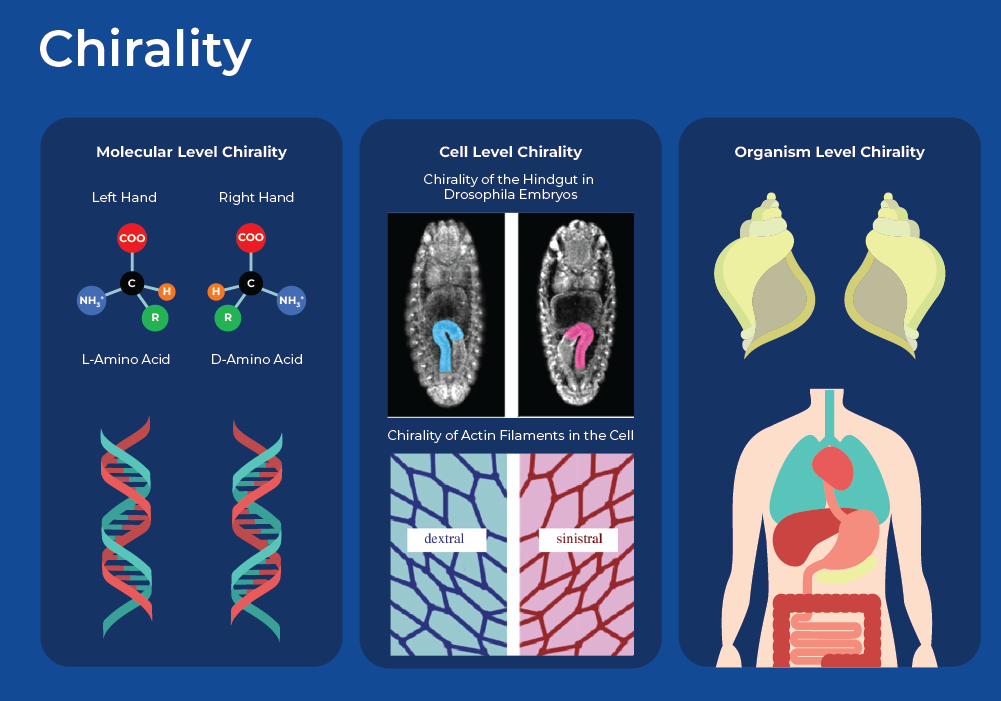 Molecular Handedness
