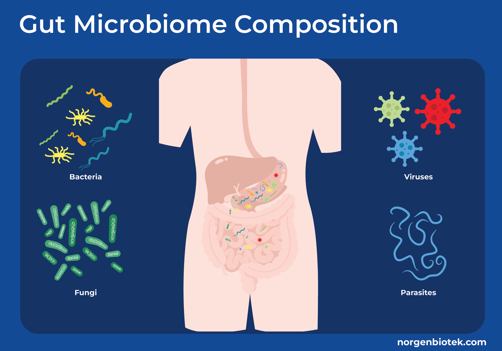 gut microbiome composition