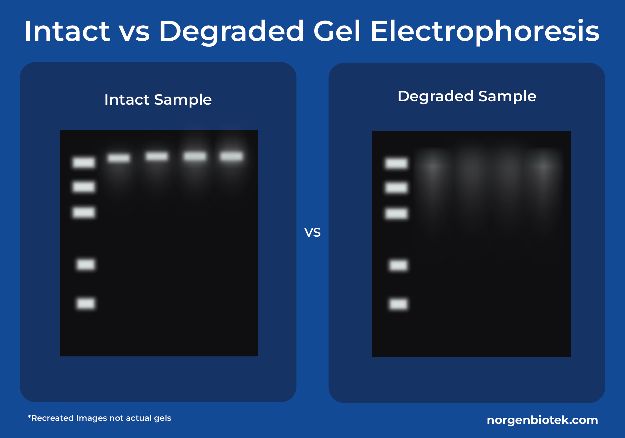 Intact vs Degraded Gel electrophoresis