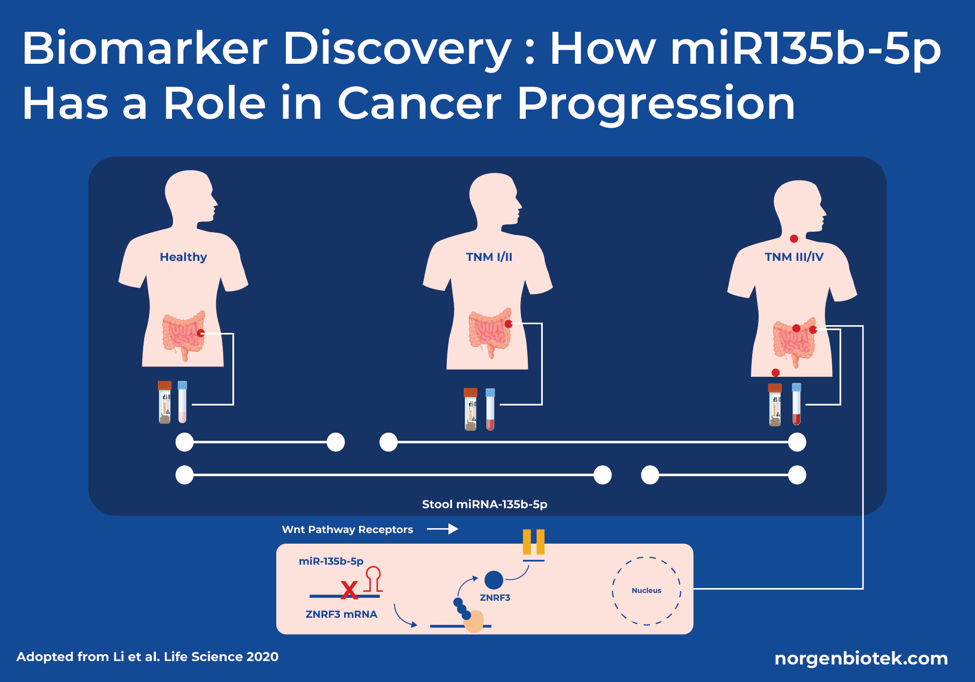 microrna biomarkers discovery