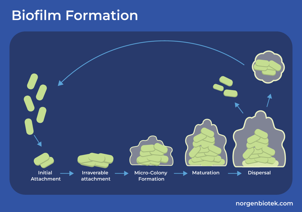 the steps of biofilm formation: initial attachment, irraverable attachment, micro-colony formation, maturation, and dispersal