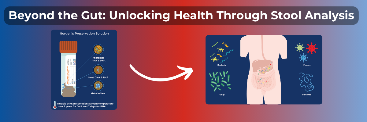 Illustration of stool analysis process with Norgen's preservation solution, highlighting microbial RNA, DNA, host DNA, and metabolites, alongside human gut microbiota representation including bacteria, fungi, viruses, and parasites