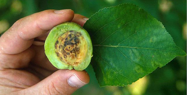 cross section of plum with plum pox virus (PPV)