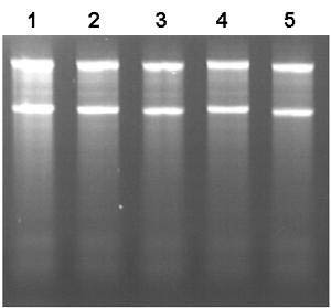 Figure 2.  Clean-Up of RNA with High Recovery