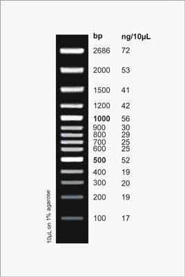 CloneSizer 100 bp DNA Ladder Figure 1