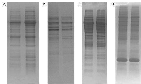 Figure 1.  Isolation of Total Proteins