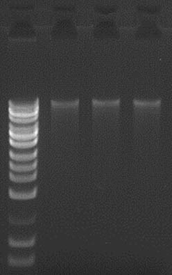 Figure 1.  Good Yield and Integrity of DNA