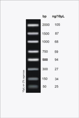 FastRunner DNA Ladder Figure 1