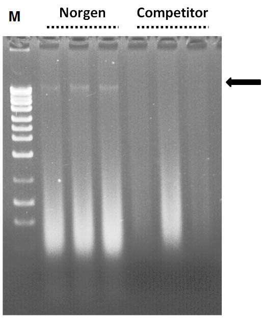 Figure 4.  Isolate all sizes of DNA