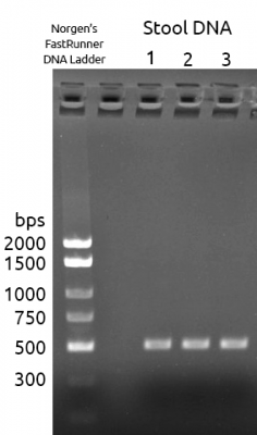 Figure 2: 16S V4-V5 Indexed Libraries