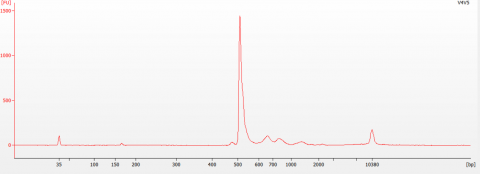 Figure 3: BioAnalyzer Trace of the 16S V4-V5 Indexed Library