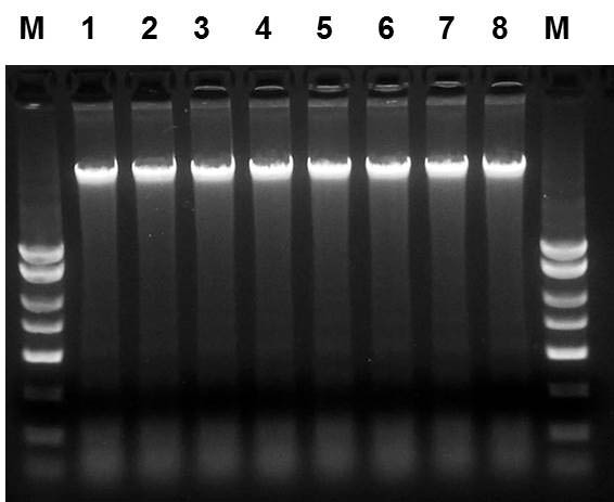 Figure 1. High Quality and Yield of DNA from Saliva Samples.