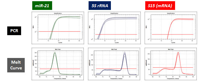 Figure 2. microScript microRNA cDNA Synthesis Kit