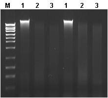 Genomic DNA Isolation Kit Figure 2