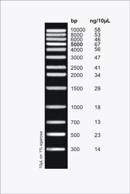 HighRanger 1 kb DNA Ladder Figure 1