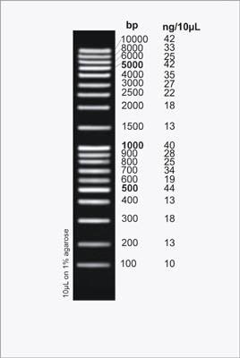 HighRanger Plus 100 bp DNA Ladder Figure 1