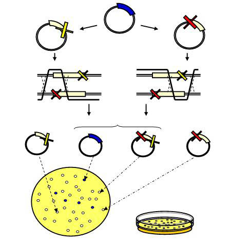 Homologous Recombination Assay Kit Figure 1