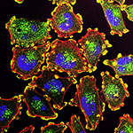 ct-cell graphic for interactive tube