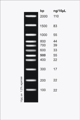 LowRanger 100 bp DNA Ladder Figure 1