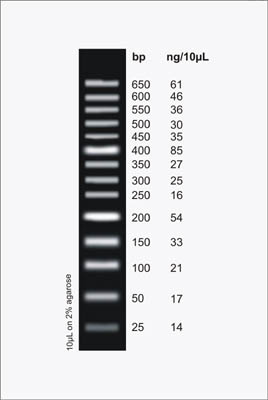 Figure 1:  MiniSizer 50 bp DNA Ladder