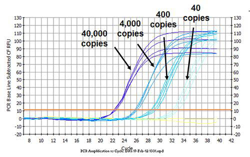 Neisseria gonorrhoeae Quantified Bacterial DNA Standard Figure 1