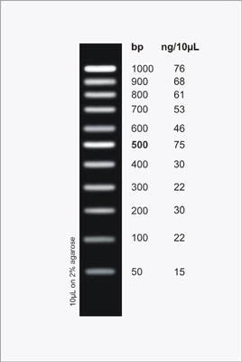 PCR Ranger 100 bp DNA Ladder Figure 1