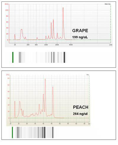 Figure 3.  High Quality RNA from Challenging Samples