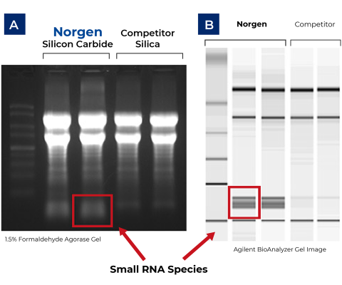 图 1.分离的 RNA 质量高，大小范围全