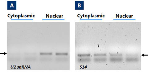 Cytoplasmic and Nuclear RNA Purification Kit Figure 4