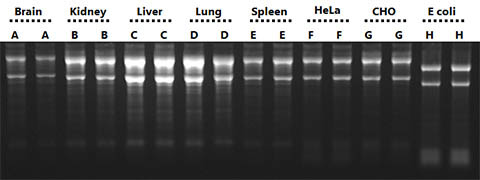  图 11.从各种输入中获得优质 RNA。