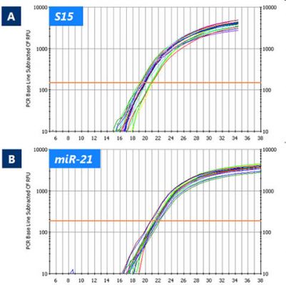 Figure 12. Isolation of Both Large and Small RNA.