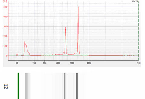 Figure 1. Total RNA Purification Maxi Kit 