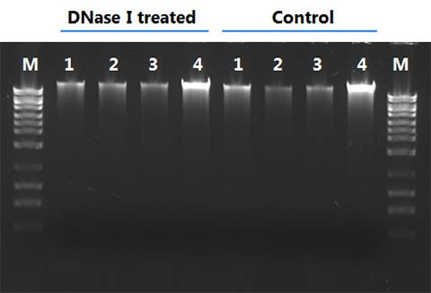 Figure 1. Effective Host Genomic DNA Removal without Reducing Phage DNA Yield