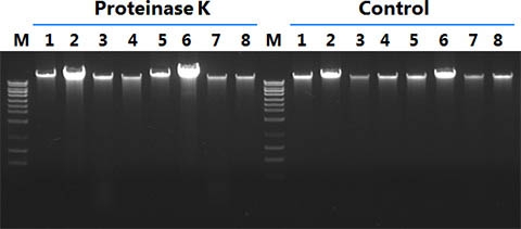 Figure 2. Optional Proteinase K Treatment Improves DNA Yield for Certain Phage Strains