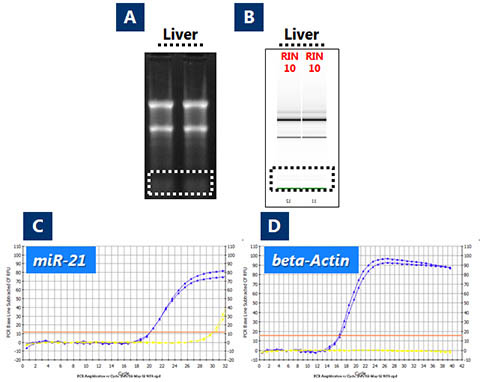 Figure 3. Recovery of True Total RNA including microRNA from Hamster Liver using Norgen's RNA/DNA Purification Micro Kit