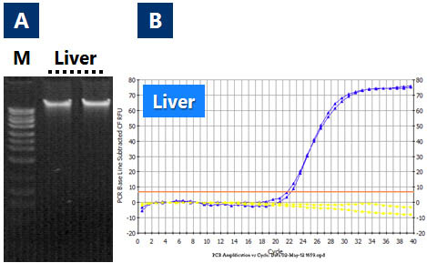 Figure 4. Recovery of Intact, High Quality Genomic DNA from Hamster Liver using Norgen's RNA/DNA Purification Micro Kit