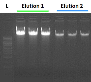 Figure 10. High Yields of DNA Isolated from 2 mL of Whole Blood