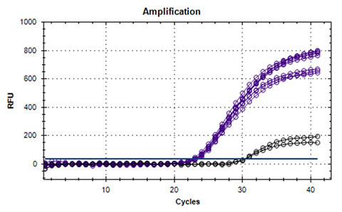 Figure 12. High Quality DNA Confirmed by Real-Time PCR