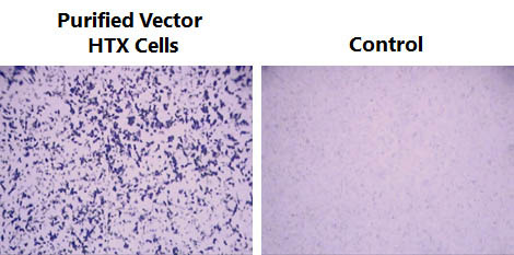 Figure 3. Transduction of HTX cells