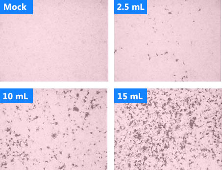 Figure 5. Transduction of HTX cells