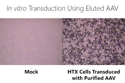 Figure 9. Cellular Transduction of HTX cells