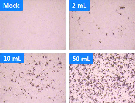 Figure 8. Transduction of HTX cells