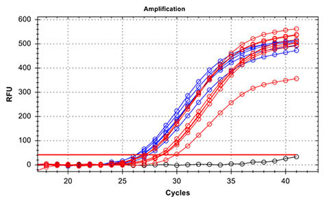 Figure 3.  PCR Amplification of Preserved DNA