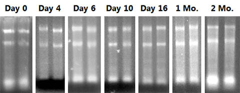 Figure 1. Stability of RNA at room temperature for up to 2 months