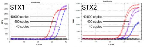 E. coli O157:H7 Quantified Bacterial DNA Standards Figure 1