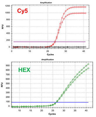 Chlamydia/Neisseria gonorrhoeae TaqMan PCR Kit Figure 2